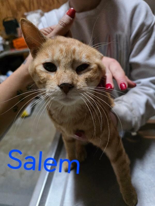 Salem