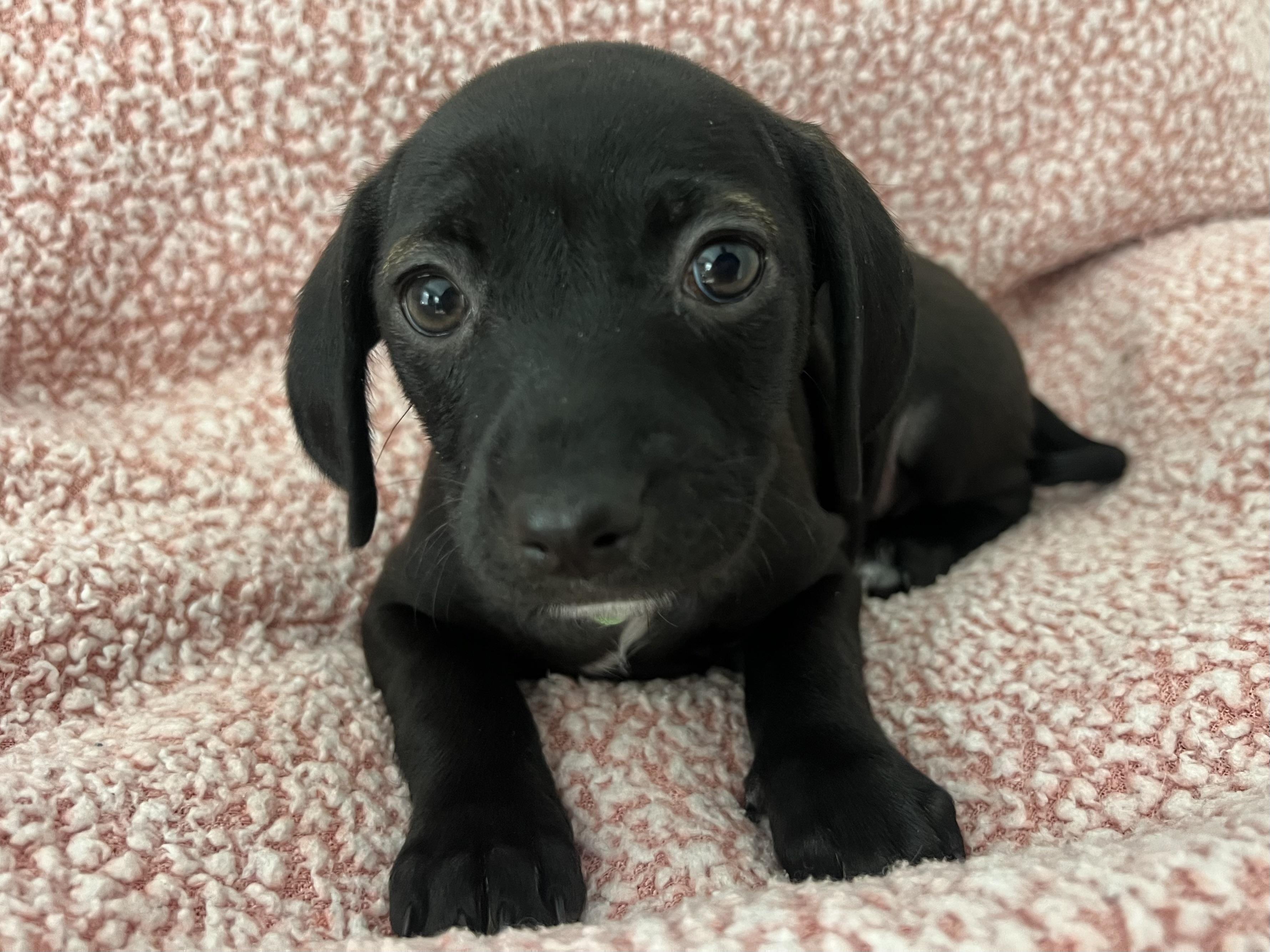 Enlarge Maggie, a ADOPTABLE mixed breed in Moosup, CT image 1/6