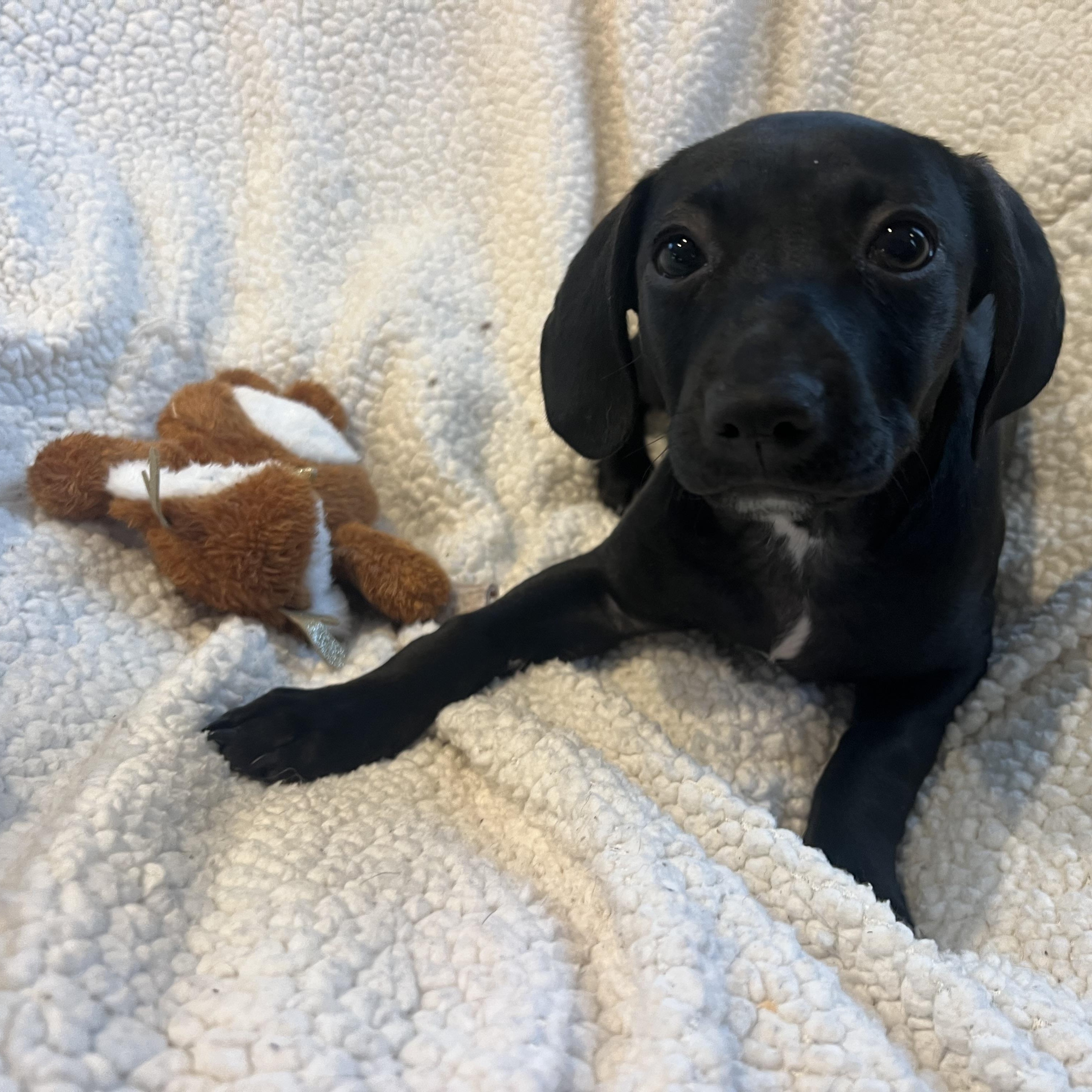 Enlarge Maggie, a ADOPTABLE mixed breed in Moosup, CT image 5/5