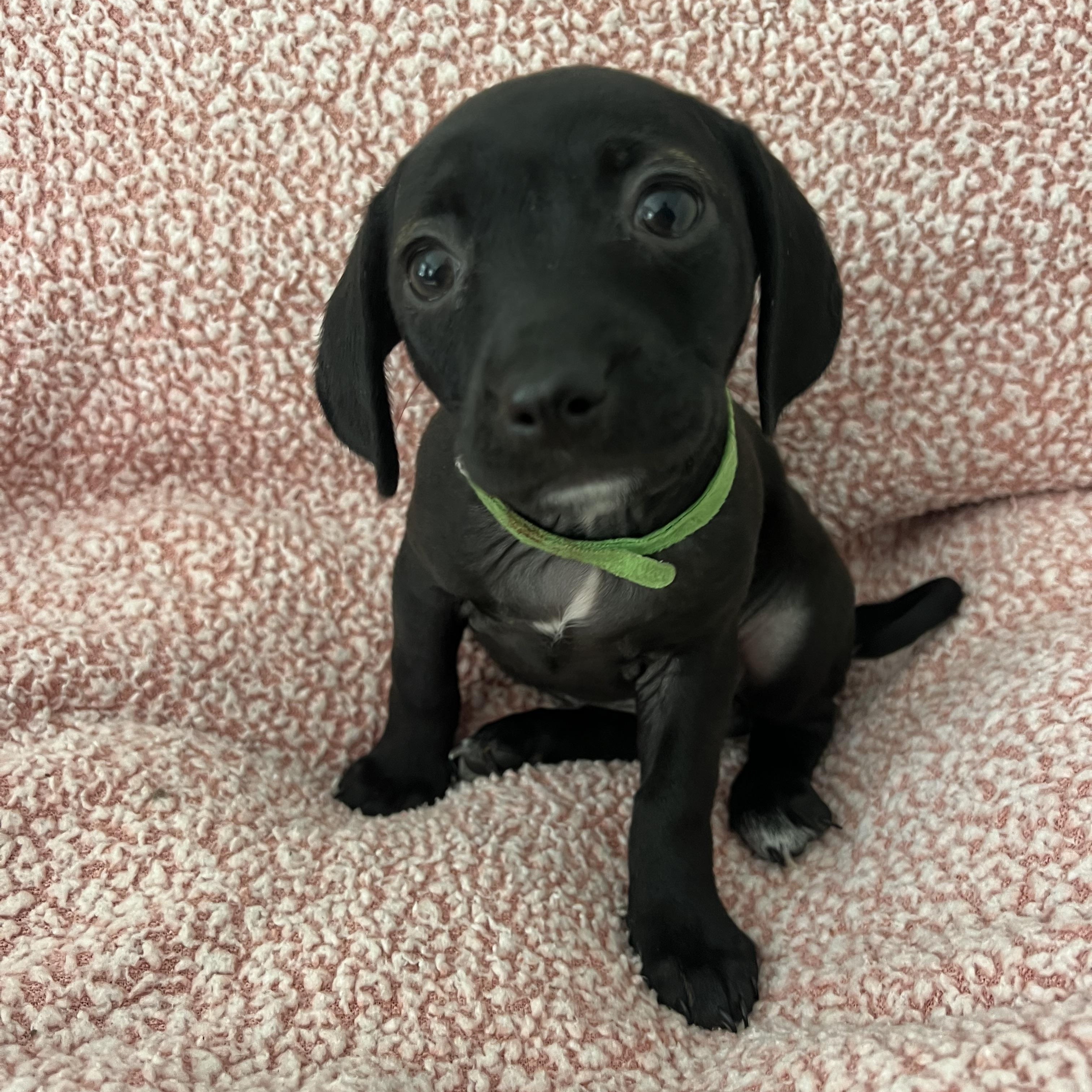 Enlarge Maggie, a ADOPTABLE mixed breed in Moosup, CT image 4/6