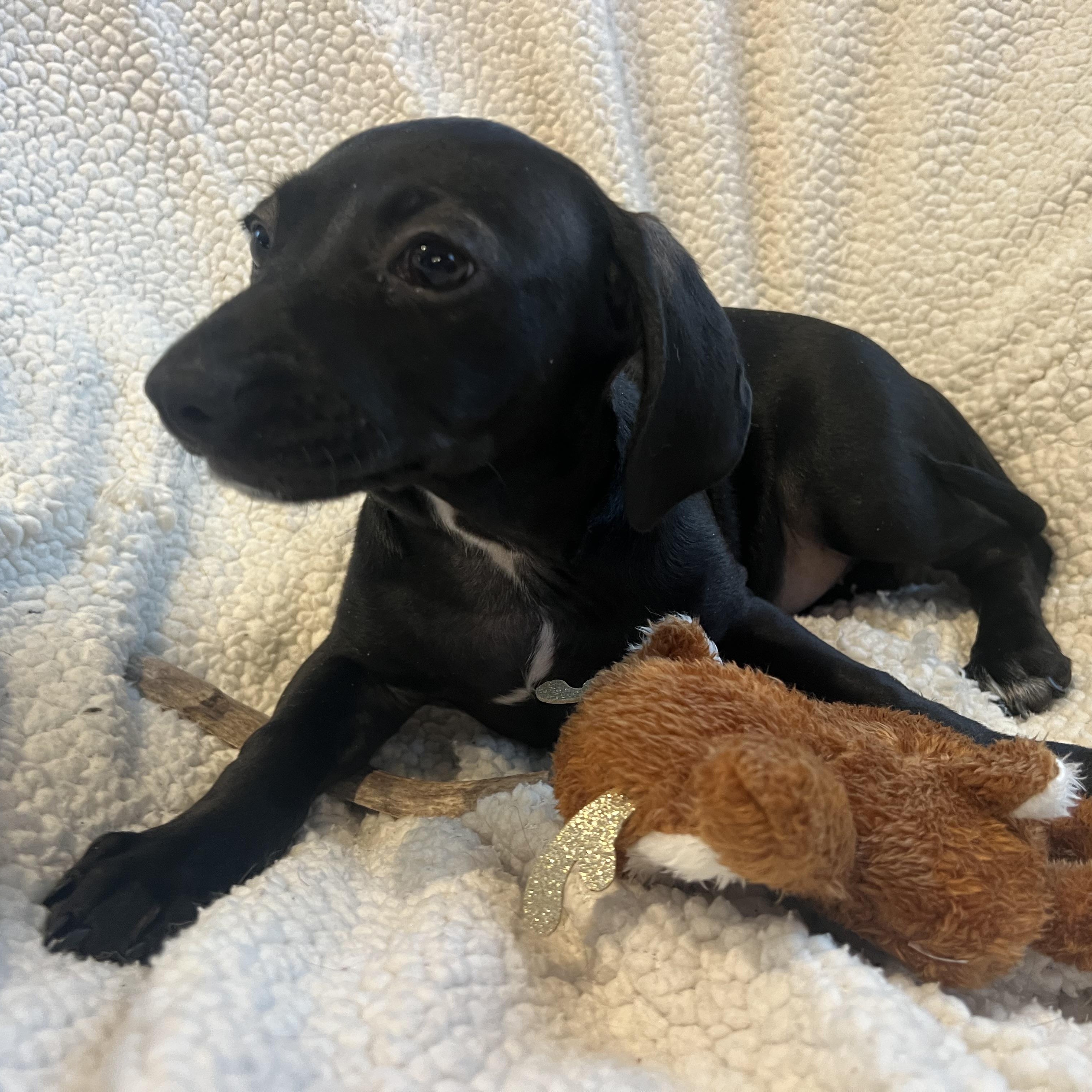 Enlarge Maggie, a ADOPTABLE mixed breed in Moosup, CT image 4/5