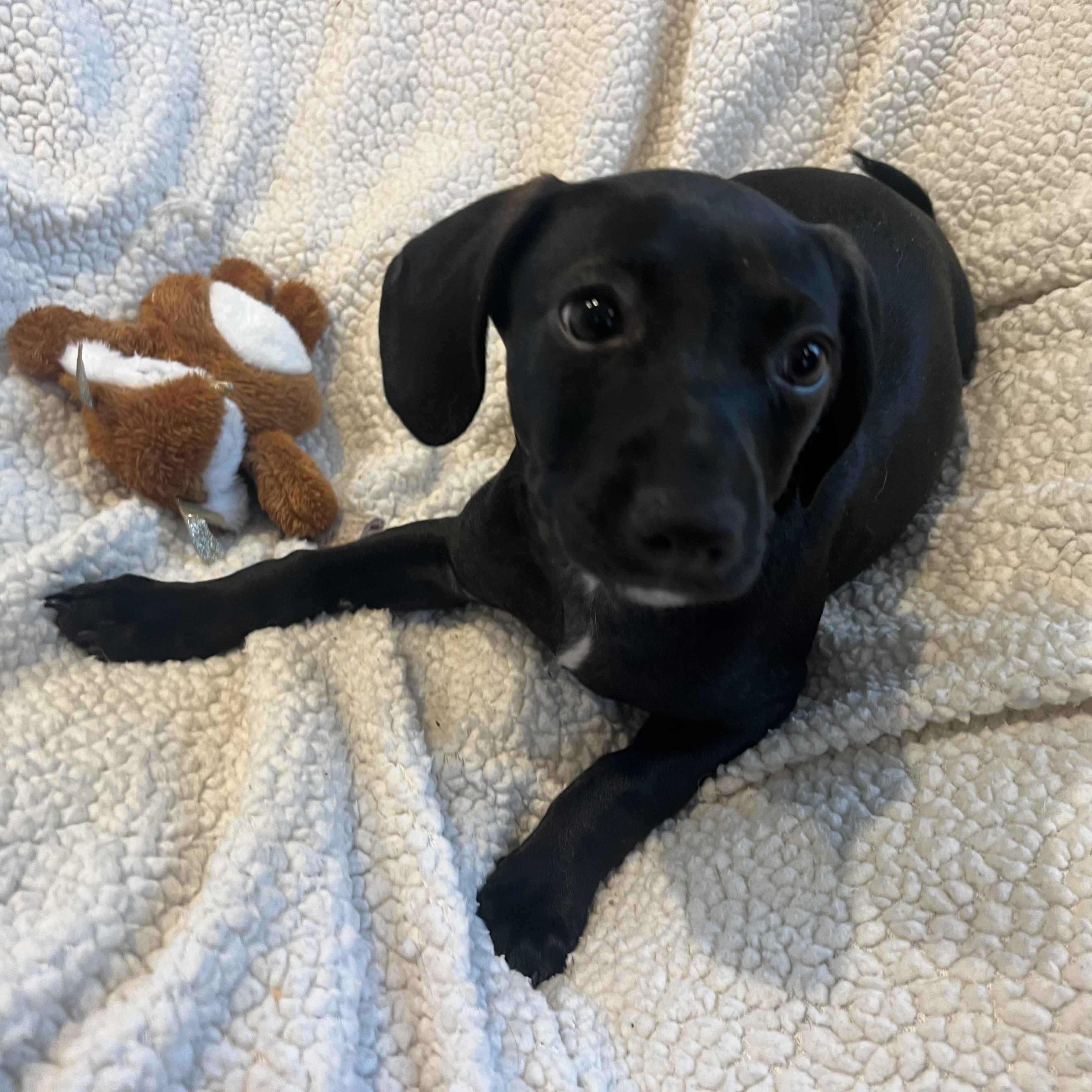 Enlarge Maggie, a ADOPTABLE mixed breed in Moosup, CT image 1/5