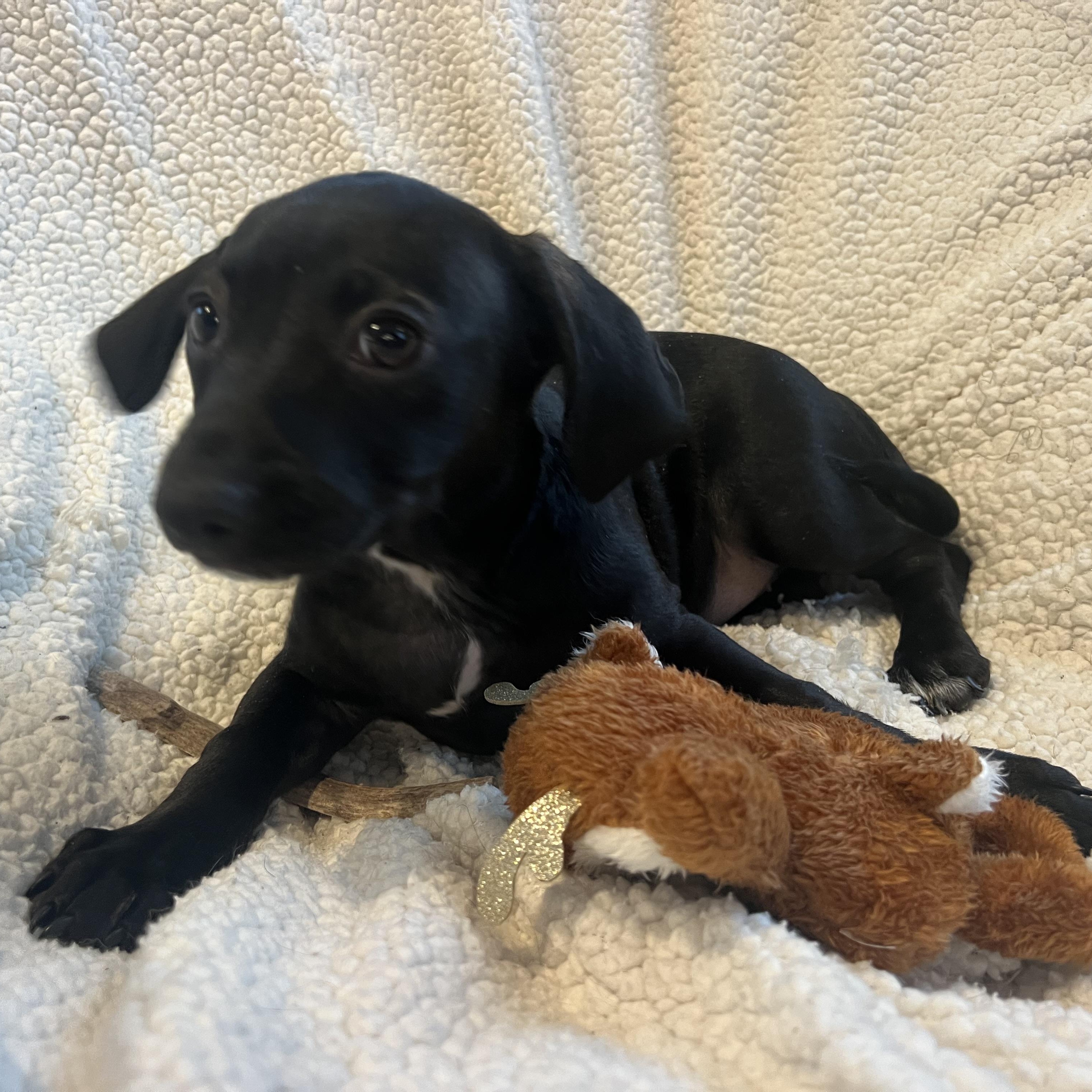 Enlarge Maggie, a ADOPTABLE mixed breed in Moosup, CT image 2/5