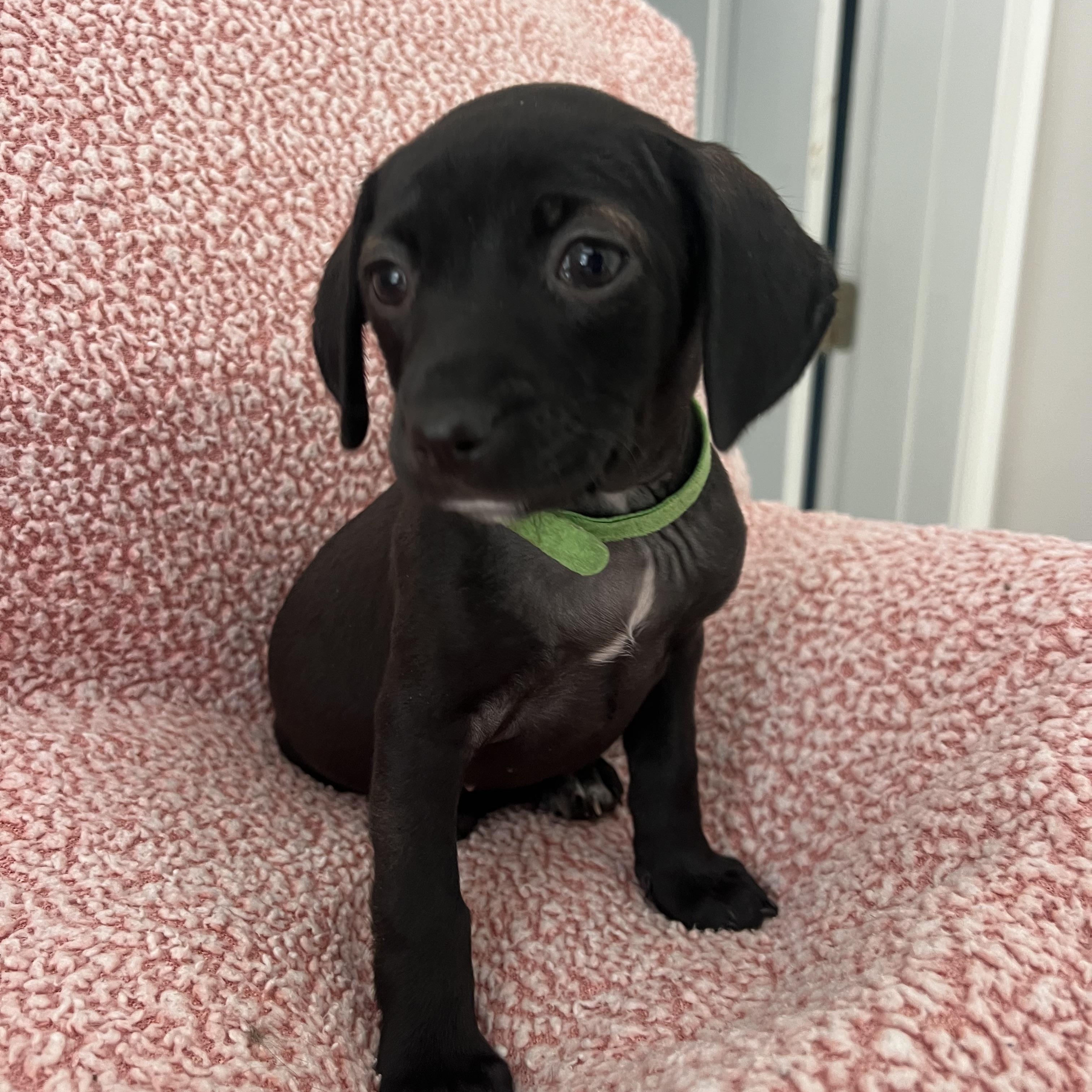 Enlarge Maggie, a ADOPTABLE mixed breed in Moosup, CT image 5/6