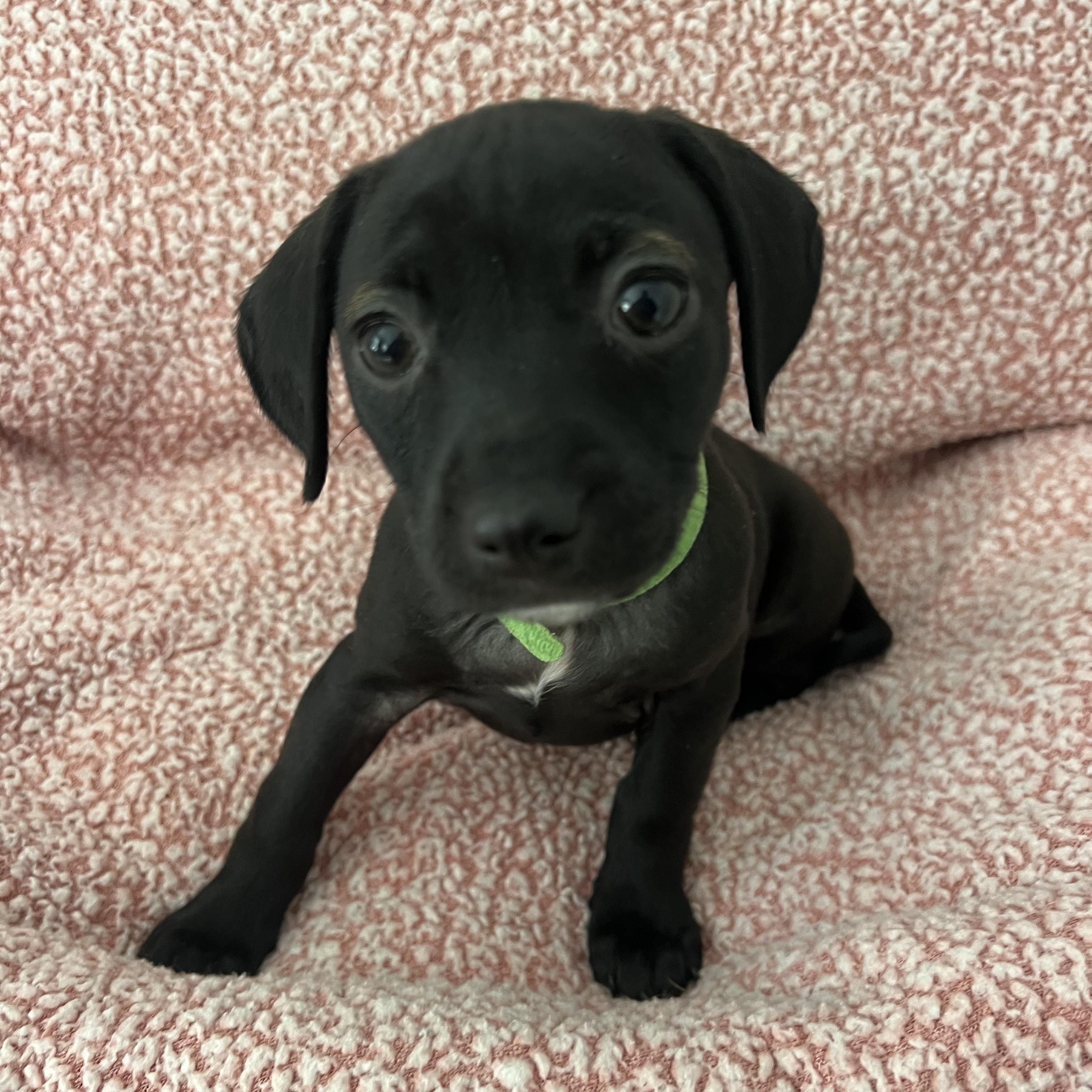 Enlarge Maggie, a ADOPTABLE mixed breed in Moosup, CT image 2/6