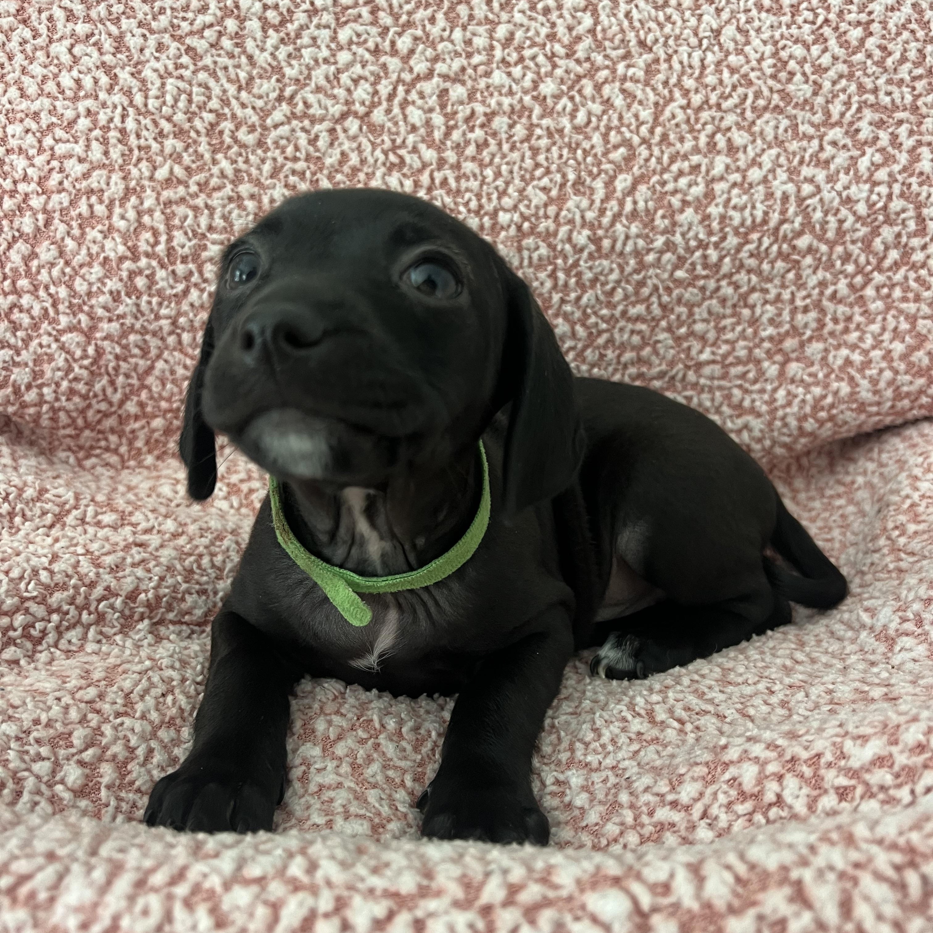 Enlarge Maggie, a ADOPTABLE mixed breed in Moosup, CT image 6/6