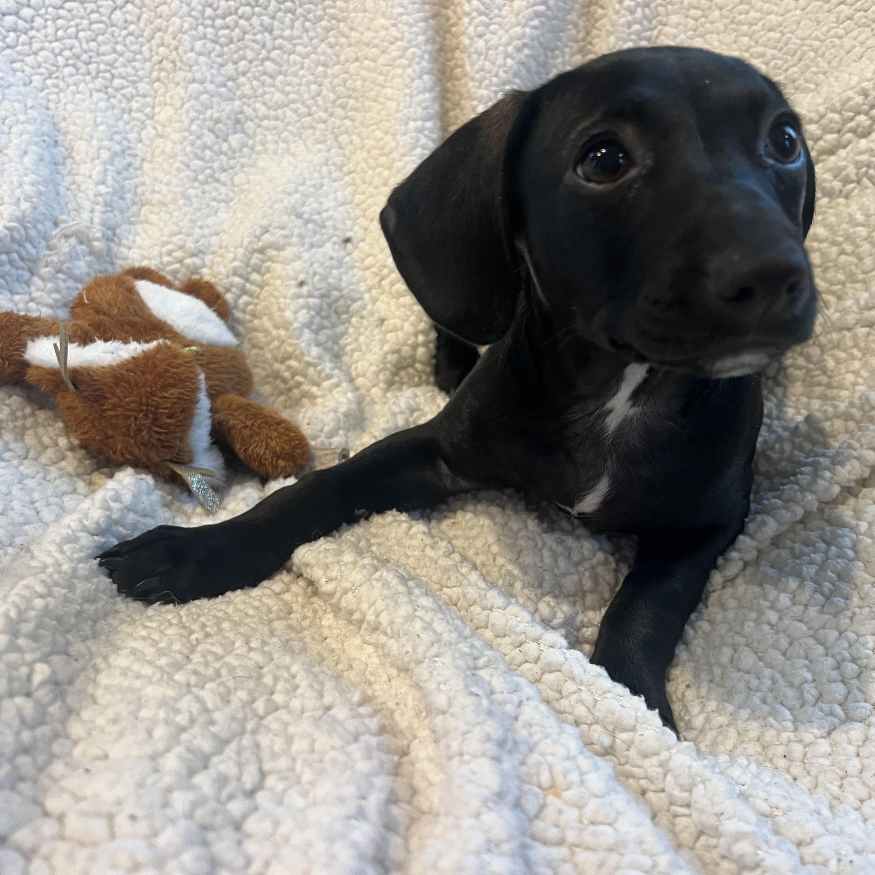 Enlarge Maggie, a ADOPTABLE mixed breed in Moosup, CT image 3/5