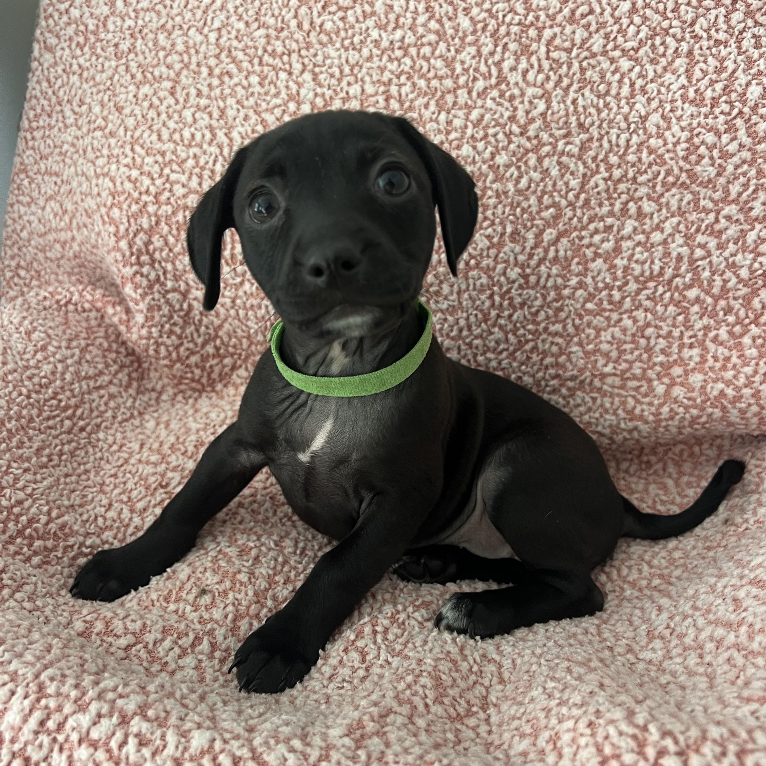 Enlarge Maggie, a ADOPTABLE mixed breed in Moosup, CT image 3/6