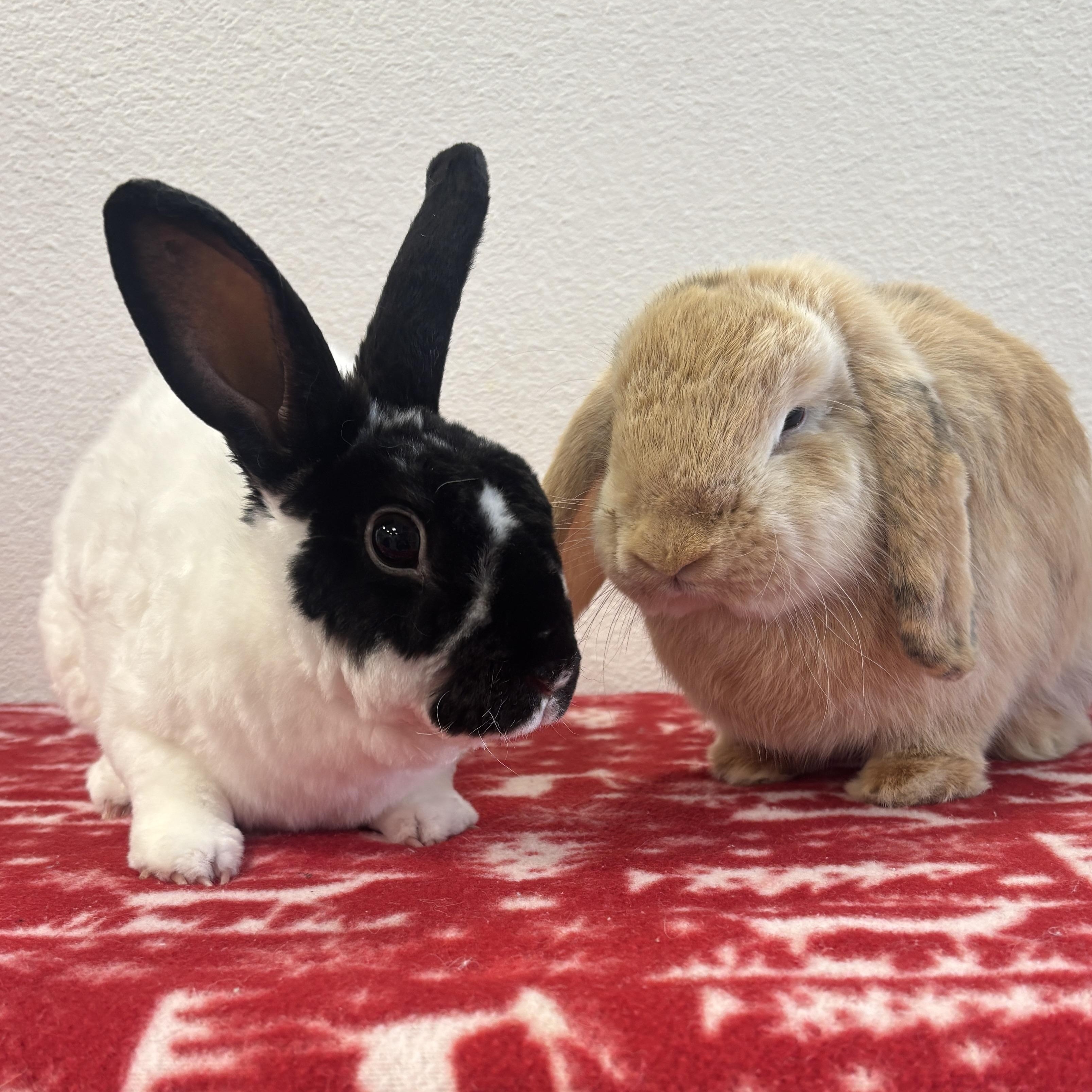 Daisy, adopted, Adult Female Holland Lop.