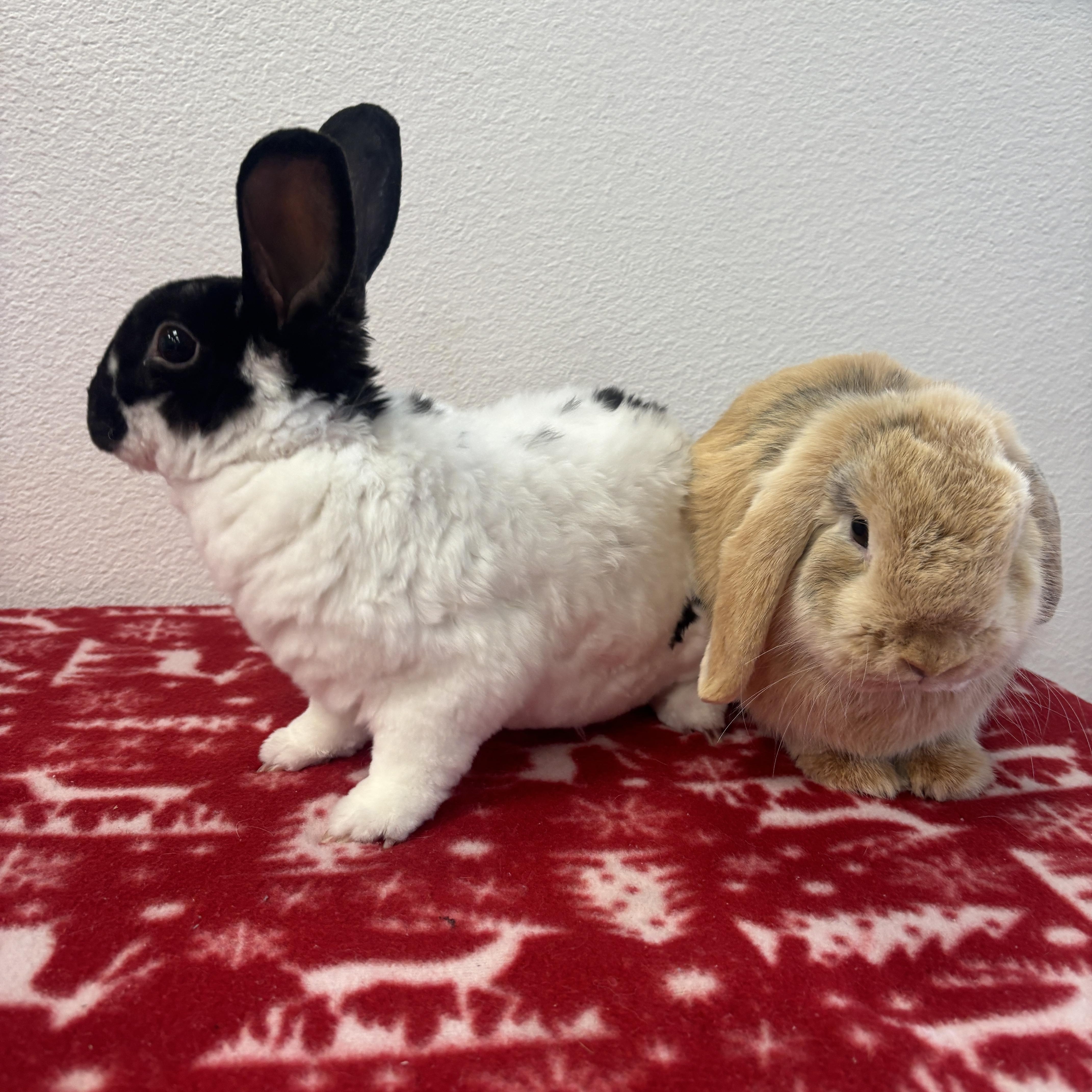 Enlarge Daisy, an adopted Holland Lop in Long Beach, CA image 2/2