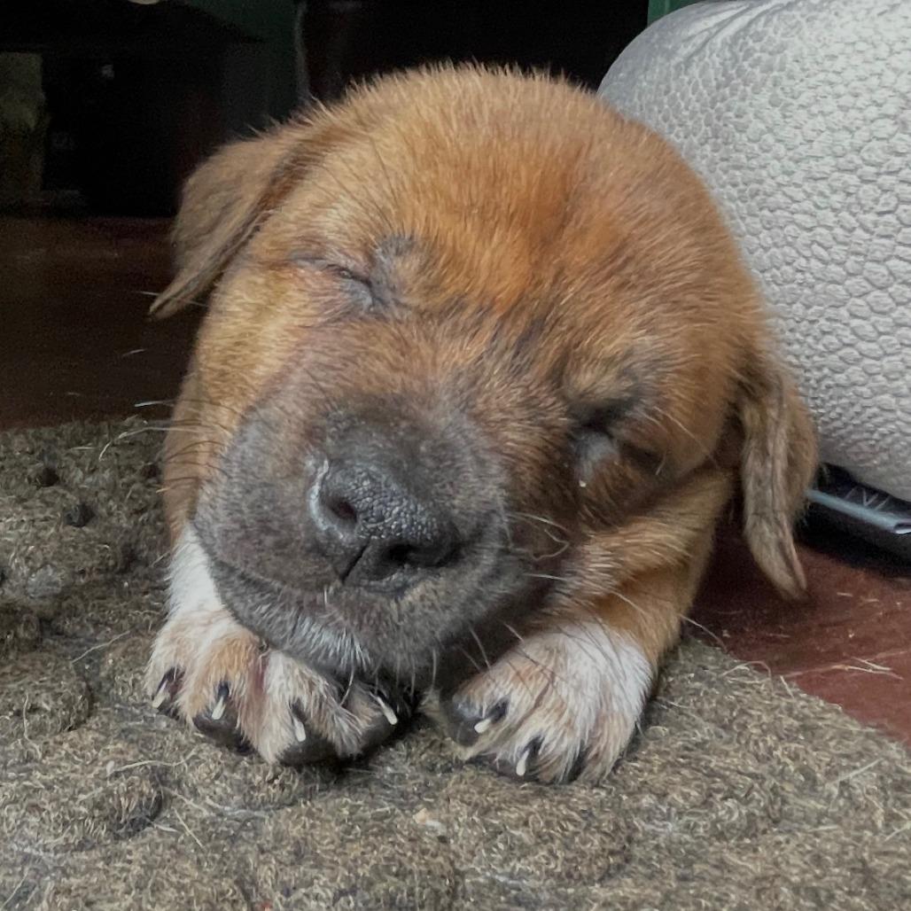 Skittles, Adoptable, Puppy Male Boxer.