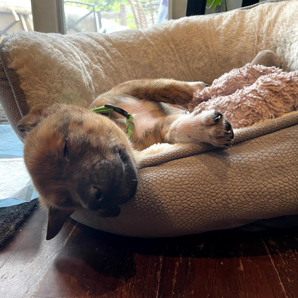 Enlarge Skittles, a Adoptable Boxer in North Charleston, SC image 2/6