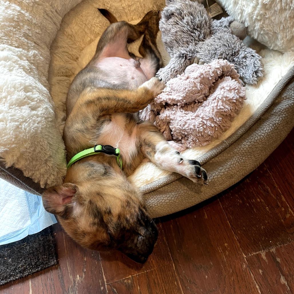 Enlarge Skittles, a Adoptable Boxer in North Charleston, SC image 3/6