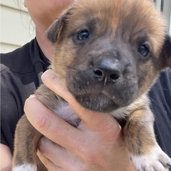 Enlarge Skittles, a Adoptable Boxer in North Charleston, SC image 4/6
