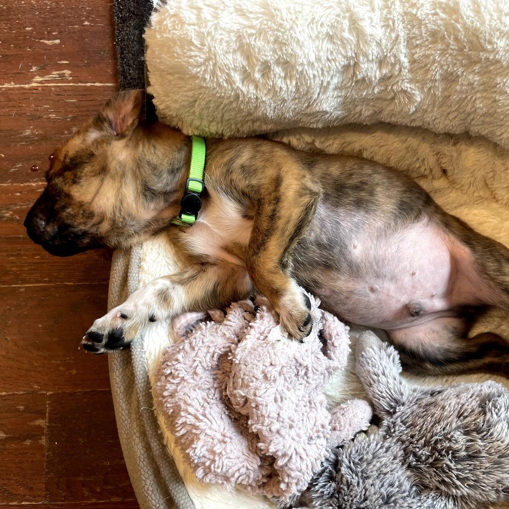 Enlarge Skittles, a Adoptable Boxer in North Charleston, SC image 5/6