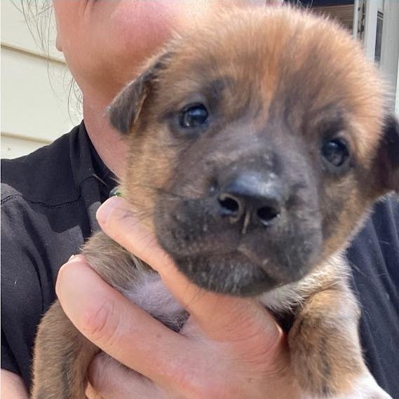 Enlarge Skittles, a Adoptable Boxer in North Charleston, SC image 6/6