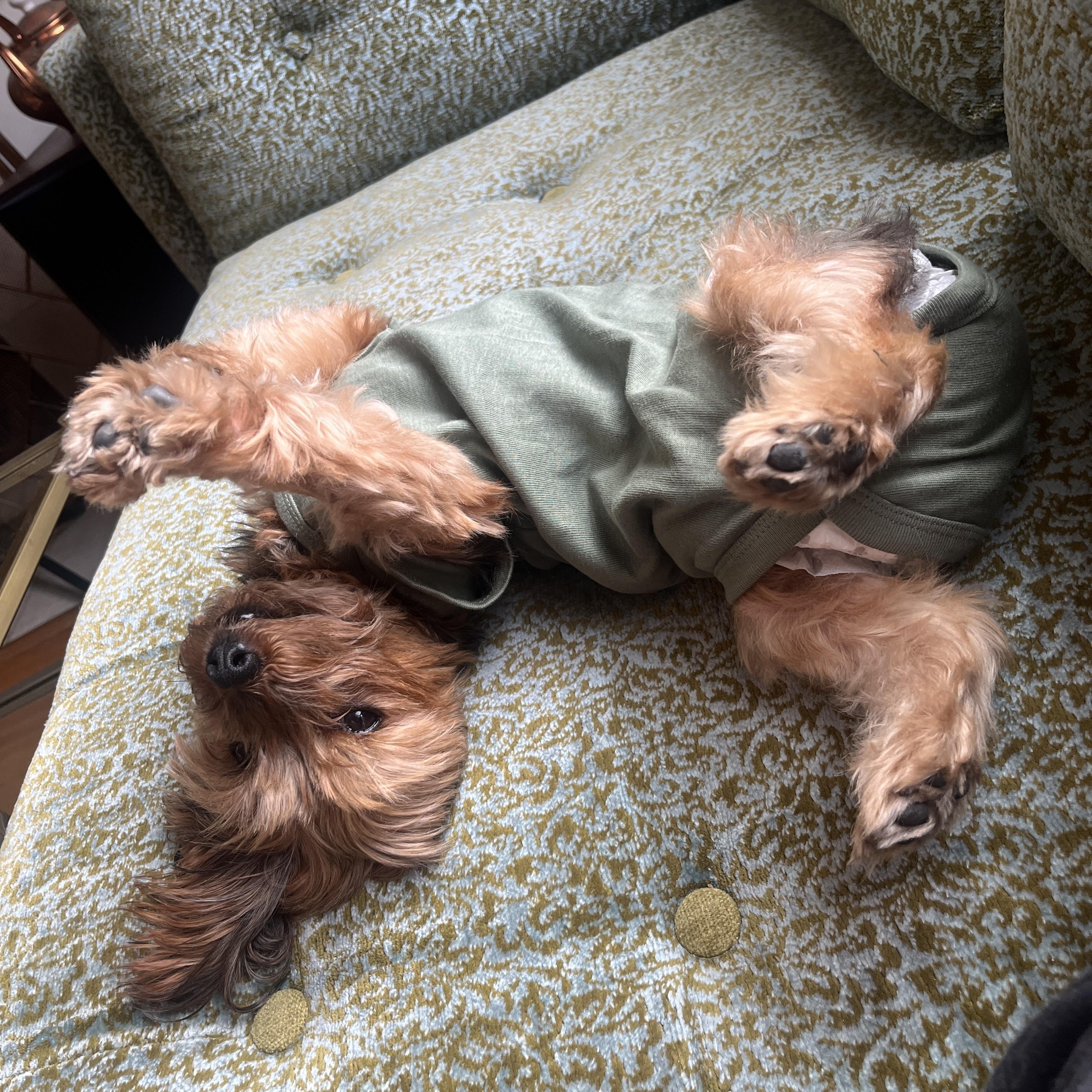 BeBe, a Adoptable Yorkshire Terrier in Pasadena, CA image 4/6