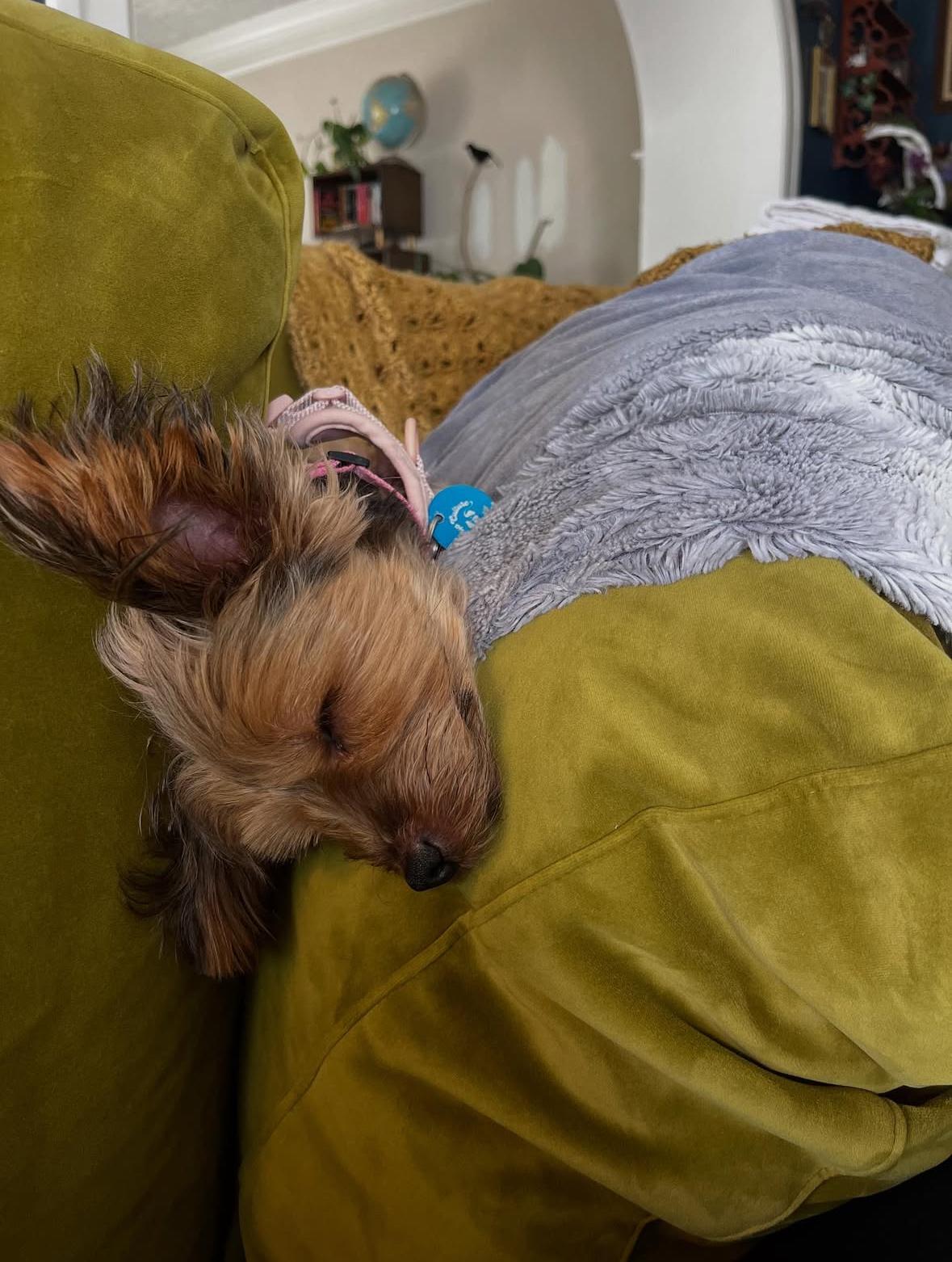 BeBe, a Adoptable Yorkshire Terrier in Pasadena, CA image 5/6