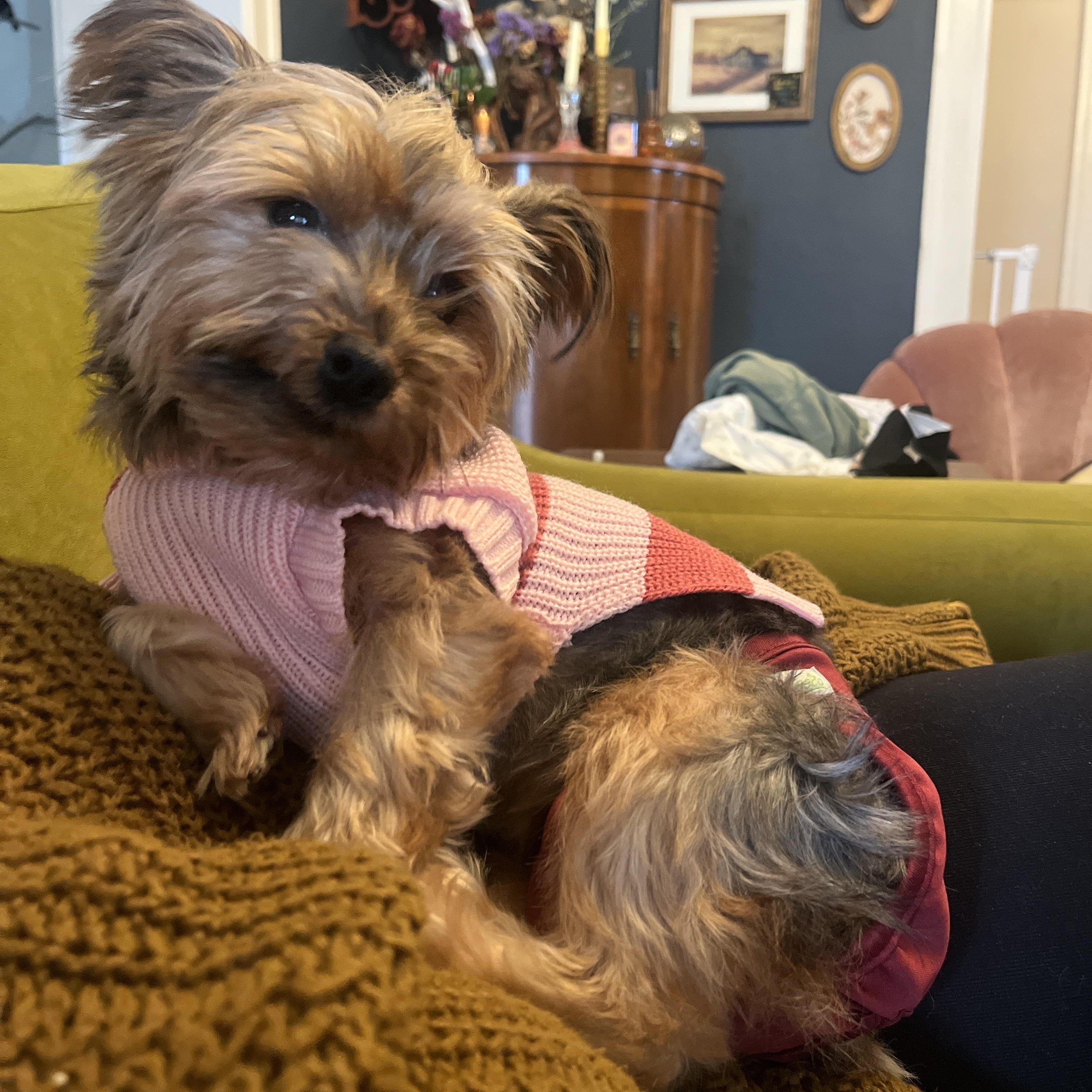BeBe, a Adoptable Yorkshire Terrier in Pasadena, CA image 2/6