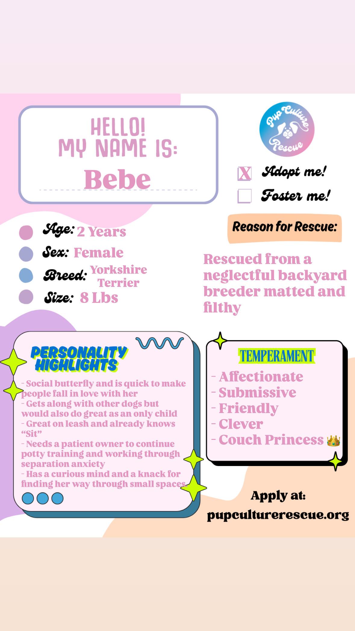 BeBe, a Adoptable Yorkshire Terrier in Pasadena, CA image 3/6