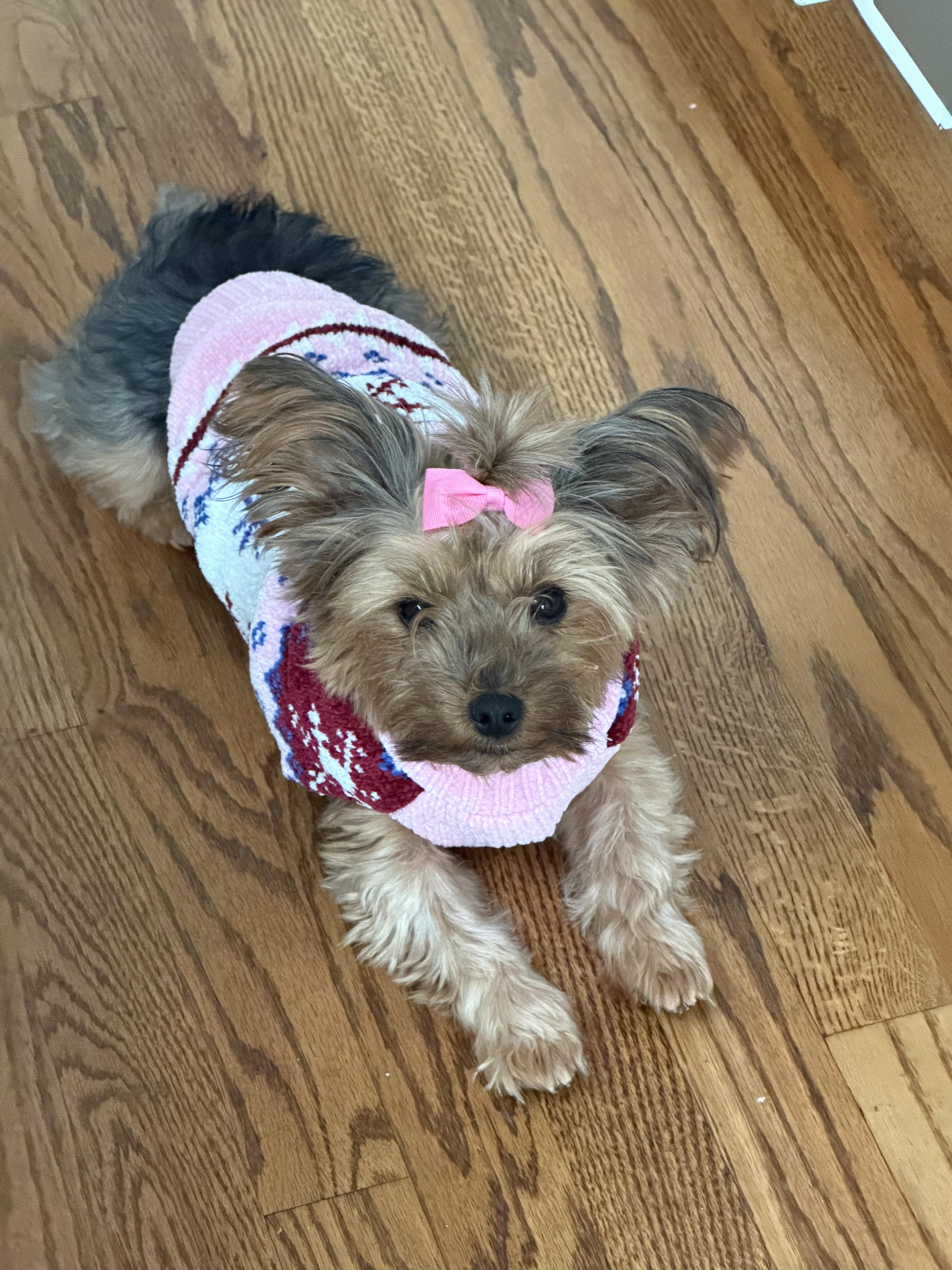 BeBe, a Adoptable Yorkshire Terrier in Pasadena, CA image 1/6