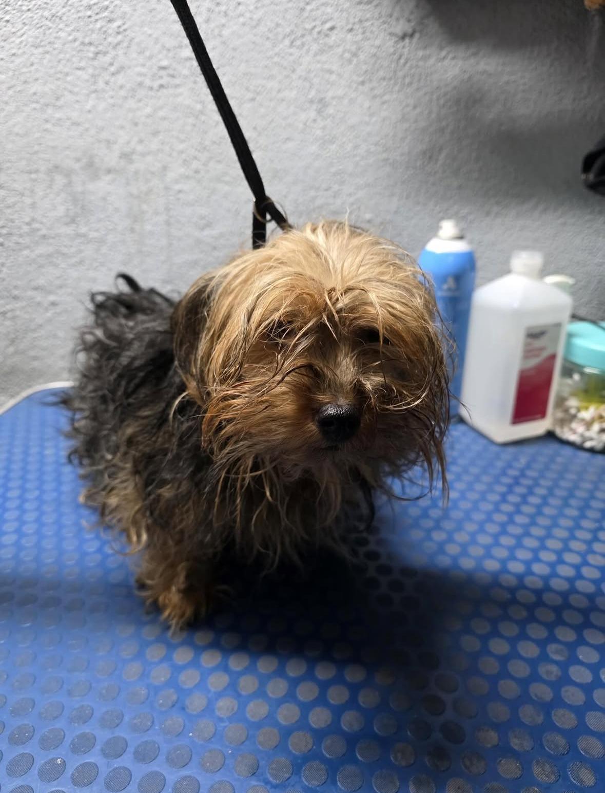 BeBe, a Adoptable Yorkshire Terrier in Pasadena, CA image 6/6