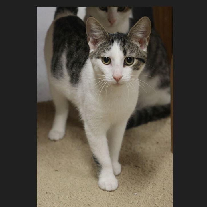 Jacaranda, a Adoptable Domestic Short Hair in Menasha, WI image 1/5