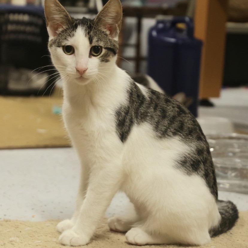 Jacaranda, a Adoptable Domestic Short Hair in Menasha, WI image 3/5