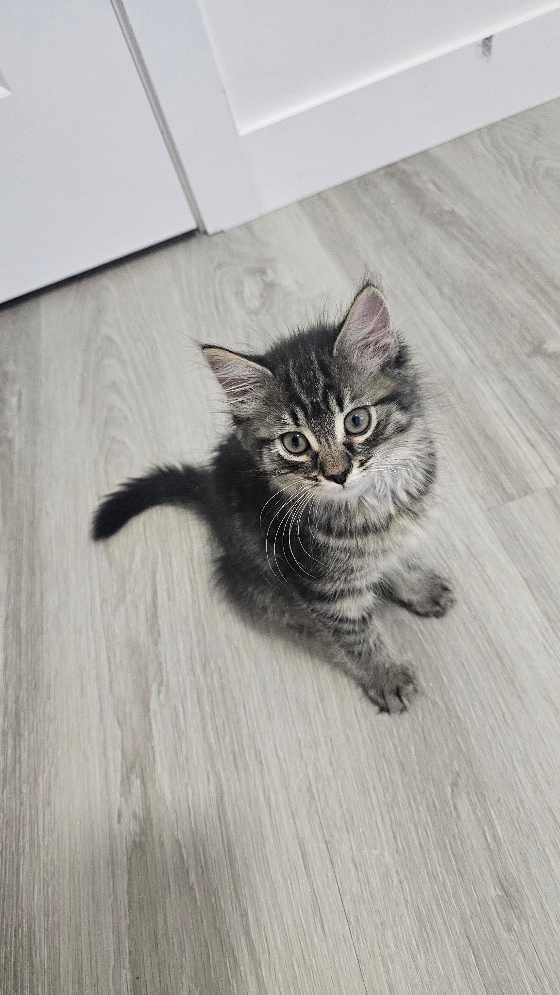 Odesa, adopted, Young Female Tabby.