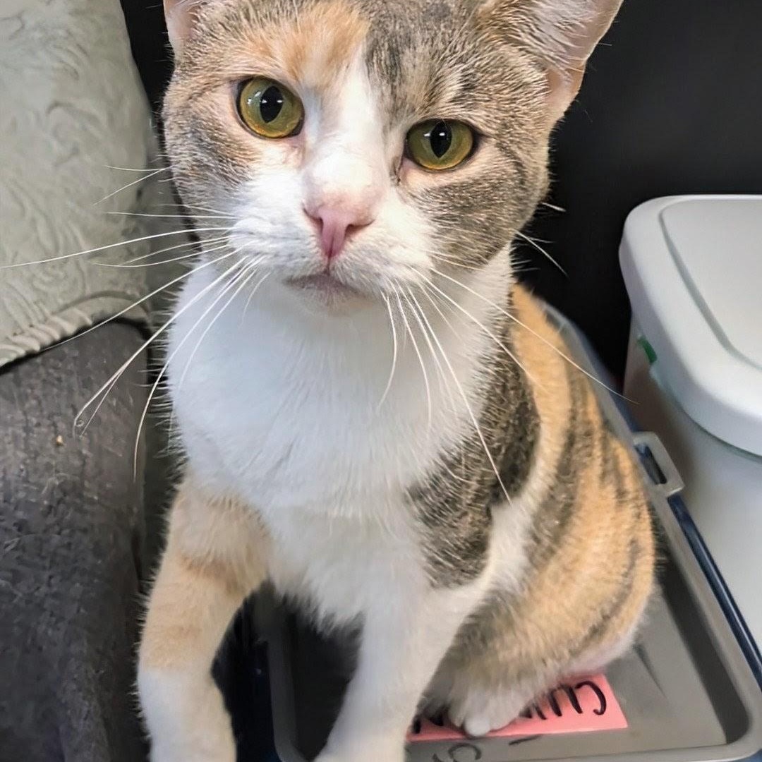 Sweet Pea, Adoptable, Adult Female Domestic Short Hair.
