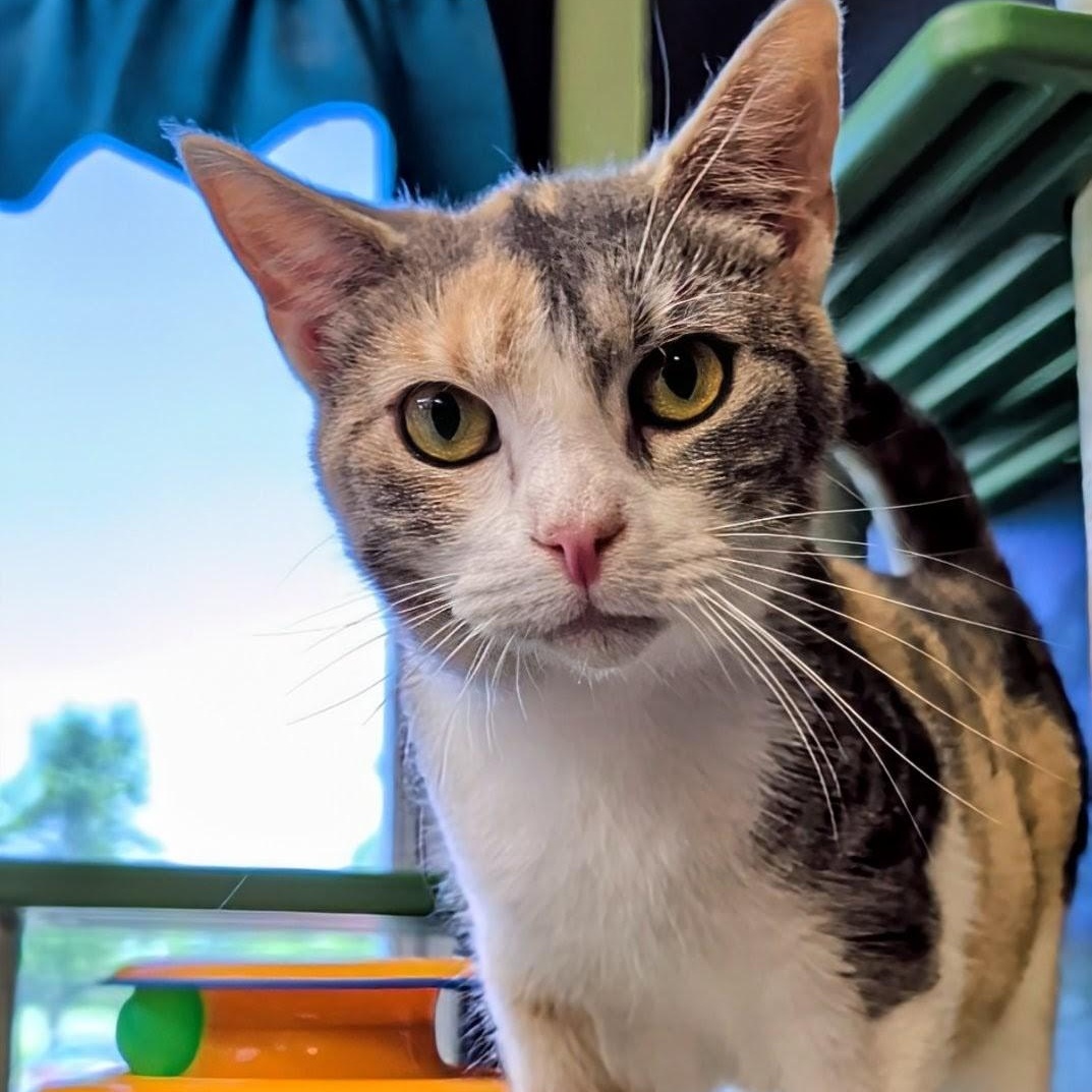 Sweet Pea, ADOPTABLE, Adult Female Domestic Short Hair.