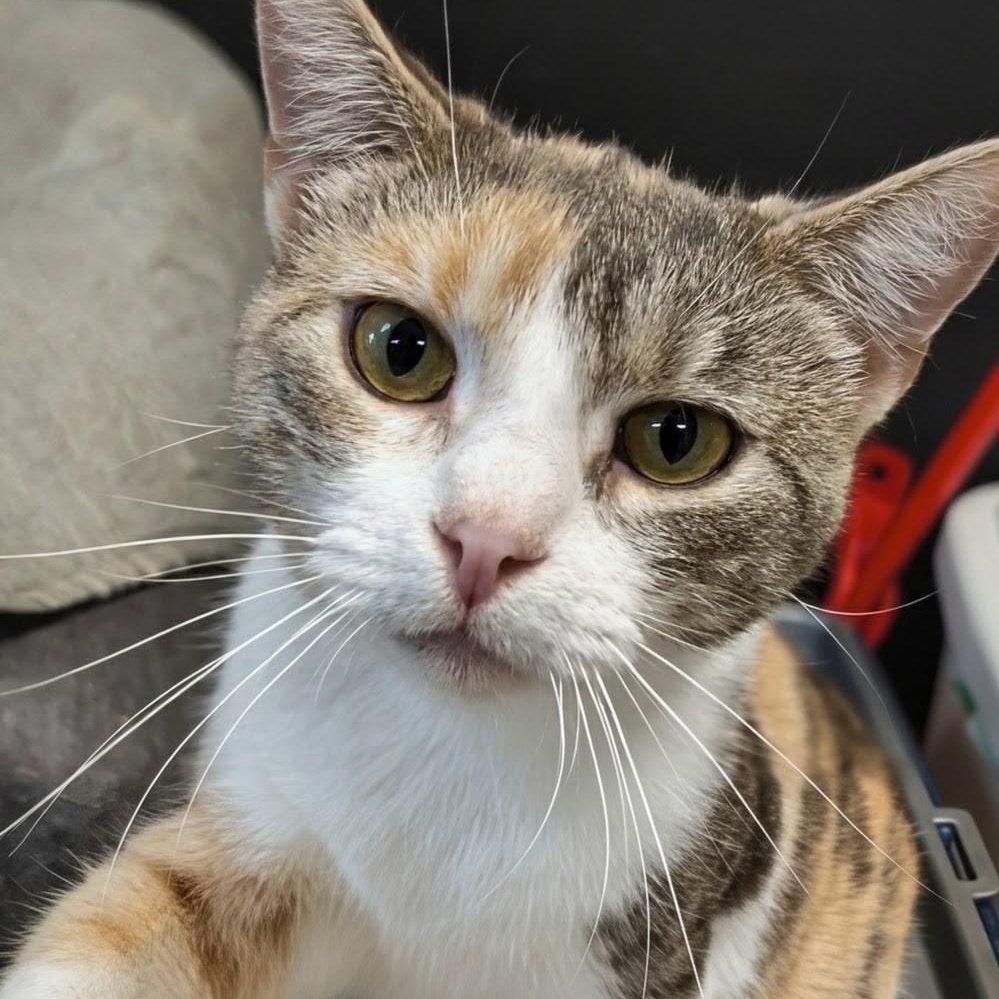 Enlarge Sweet Pea, a Adoptable Domestic Short Hair in West Jefferson, OH image 4/6