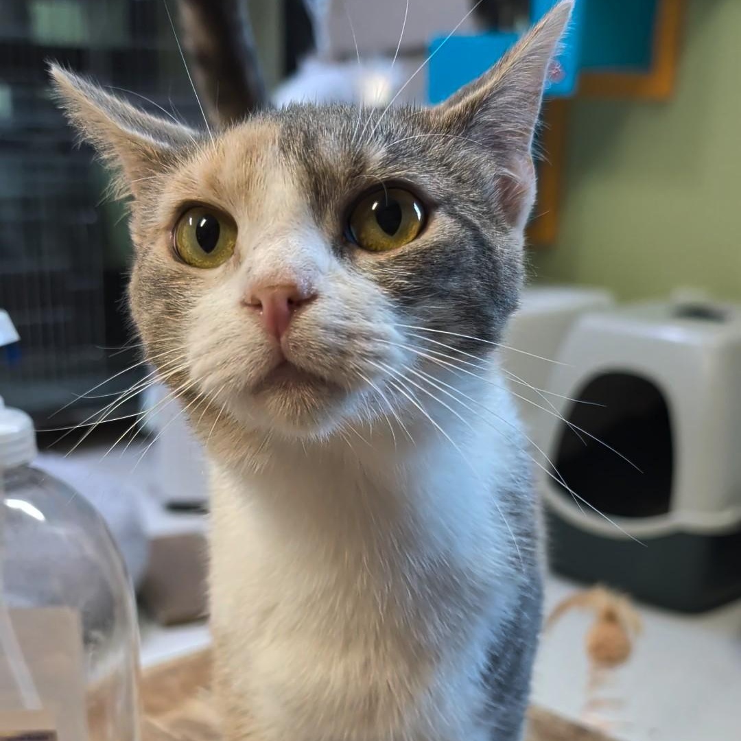 Sweet Pea, a ADOPTABLE Domestic Short Hair in West Jefferson, OH image 6/6