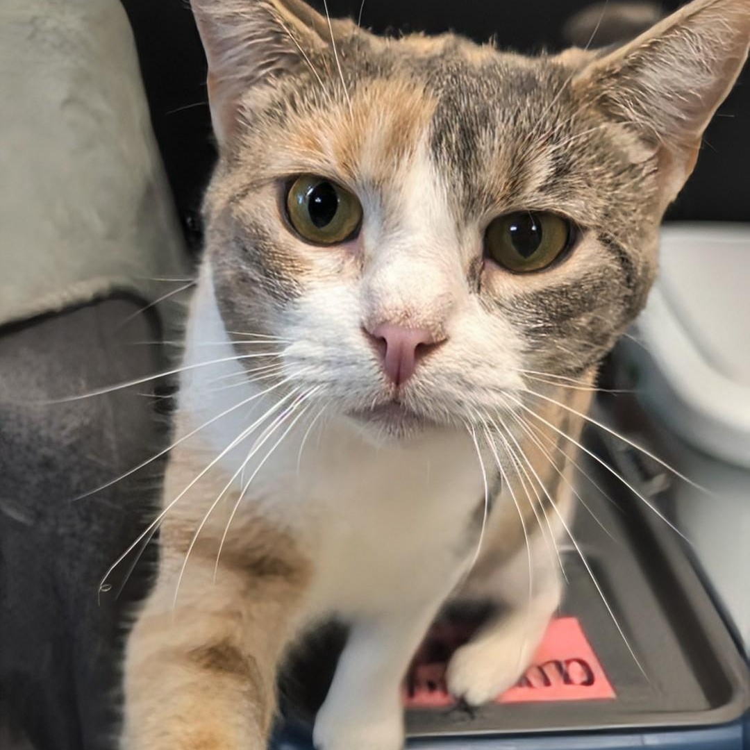 Enlarge Sweet Pea, a Adoptable Domestic Short Hair in West Jefferson, OH image 6/6