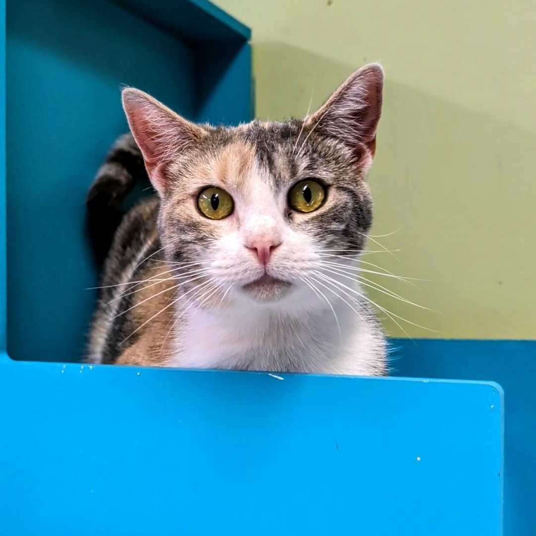 Sweet Pea, a ADOPTABLE Domestic Short Hair in West Jefferson, OH image 4/6