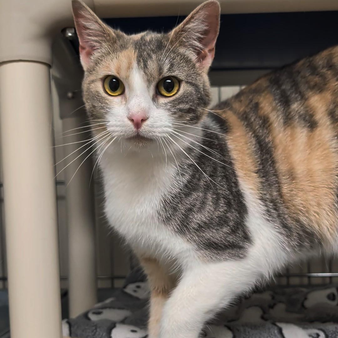 Sweet Pea, a ADOPTABLE Domestic Short Hair in West Jefferson, OH image 2/6