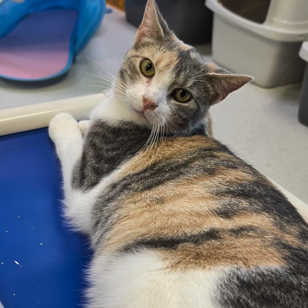 Sweet Pea, a ADOPTABLE Domestic Short Hair in West Jefferson, OH image 3/6