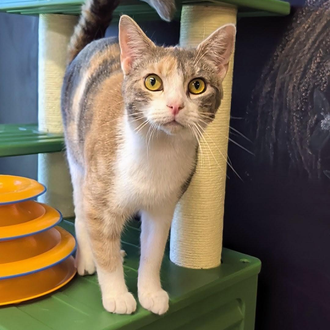 Sweet Pea, a ADOPTABLE Domestic Short Hair in West Jefferson, OH image 5/6