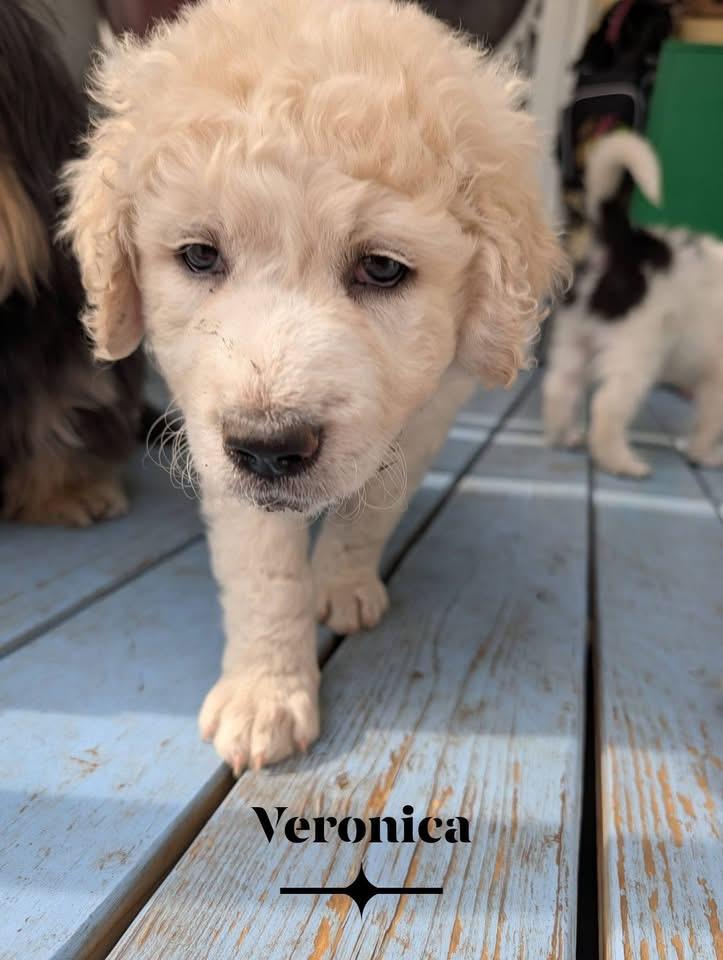Veronica, Adoptable, Puppy Female Great Pyrenees & Poodle.