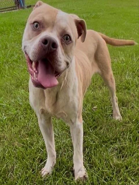 Enlarge STEWART, a Adoptable mixed breed in Appling, GA image 1/1
