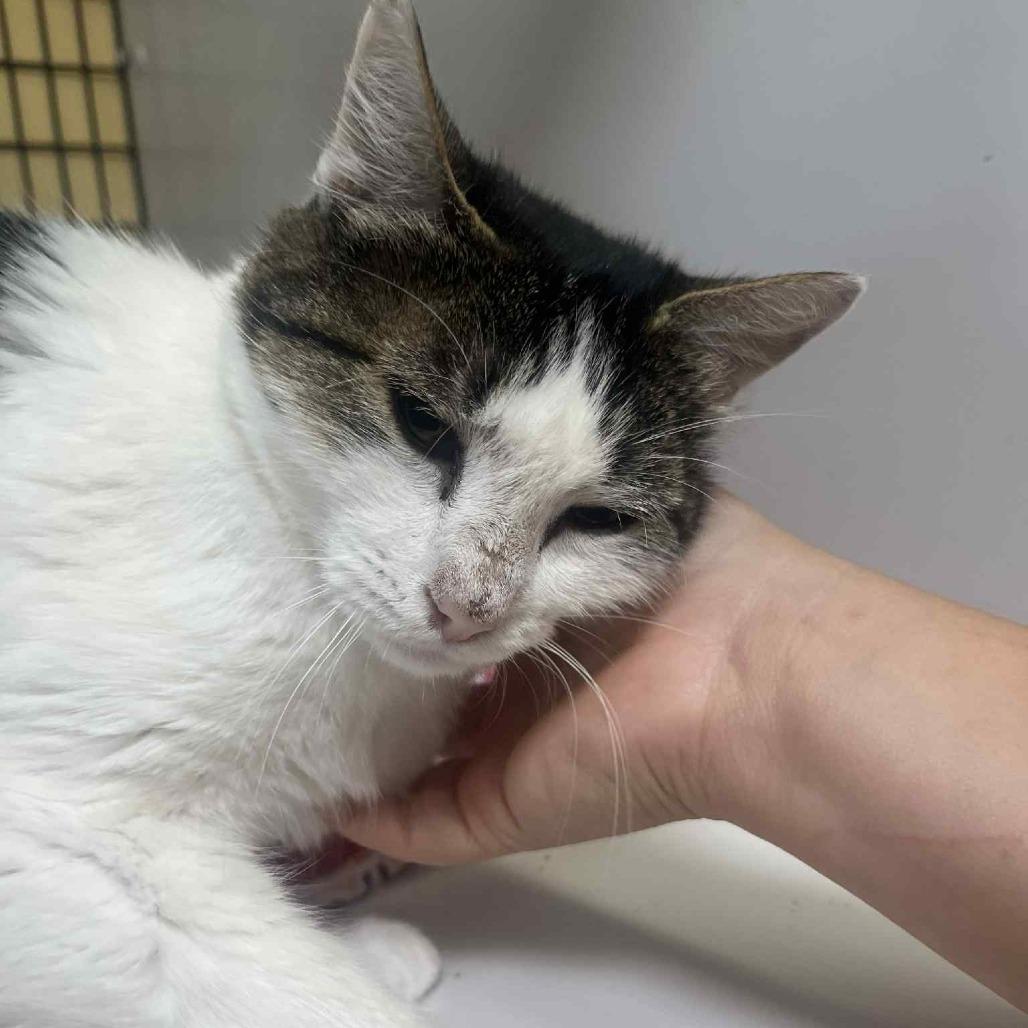 Yara, a Adoptable Domestic Short Hair in Graham, TX image 4/4