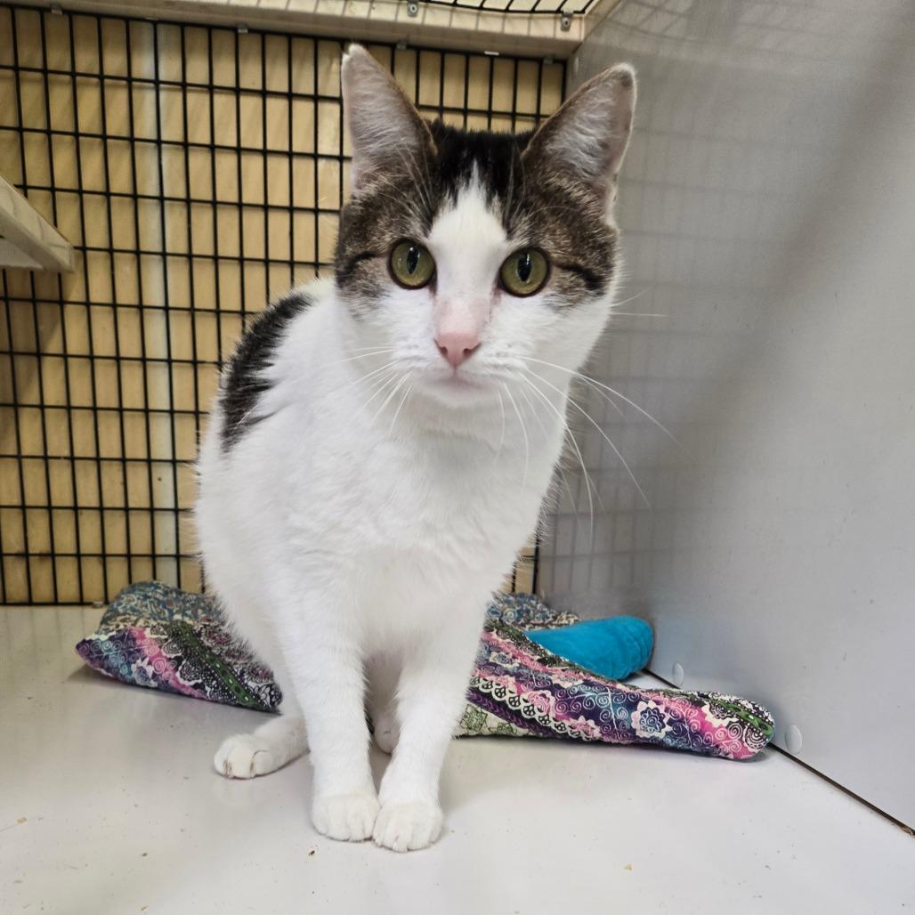 Yara, a Adoptable Domestic Short Hair in Graham, TX image 3/4