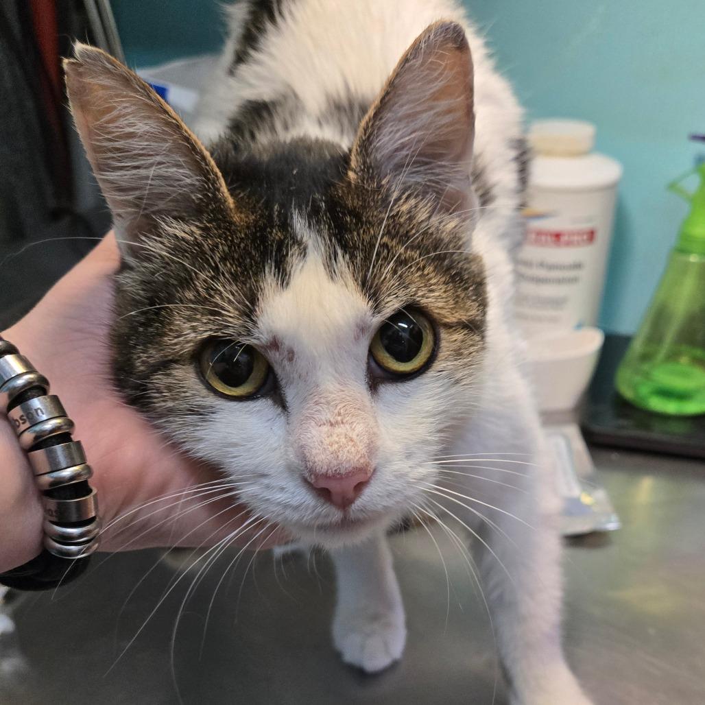 Yara, an adoptable Domestic Short Hair in Graham, TX, 76450 | Photo Image 2