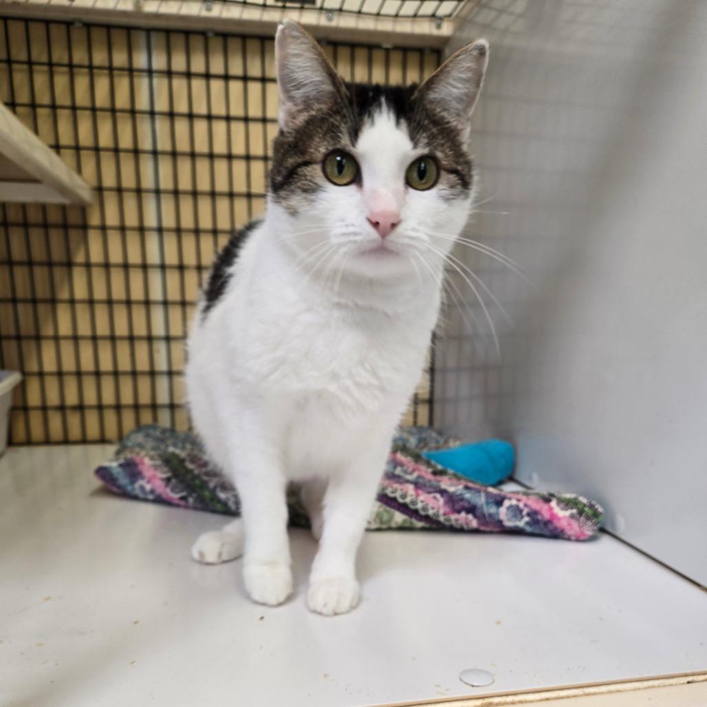 Yara, a Adoptable Domestic Short Hair in Graham, TX image 2/4