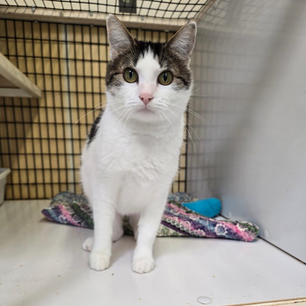 Yara, an adoptable Domestic Short Hair in Graham, TX, 76450 | Photo Image 1
