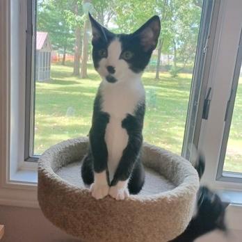Enlarge Fella, a Adoptable Domestic Short Hair in Rochester, MN image 2/2