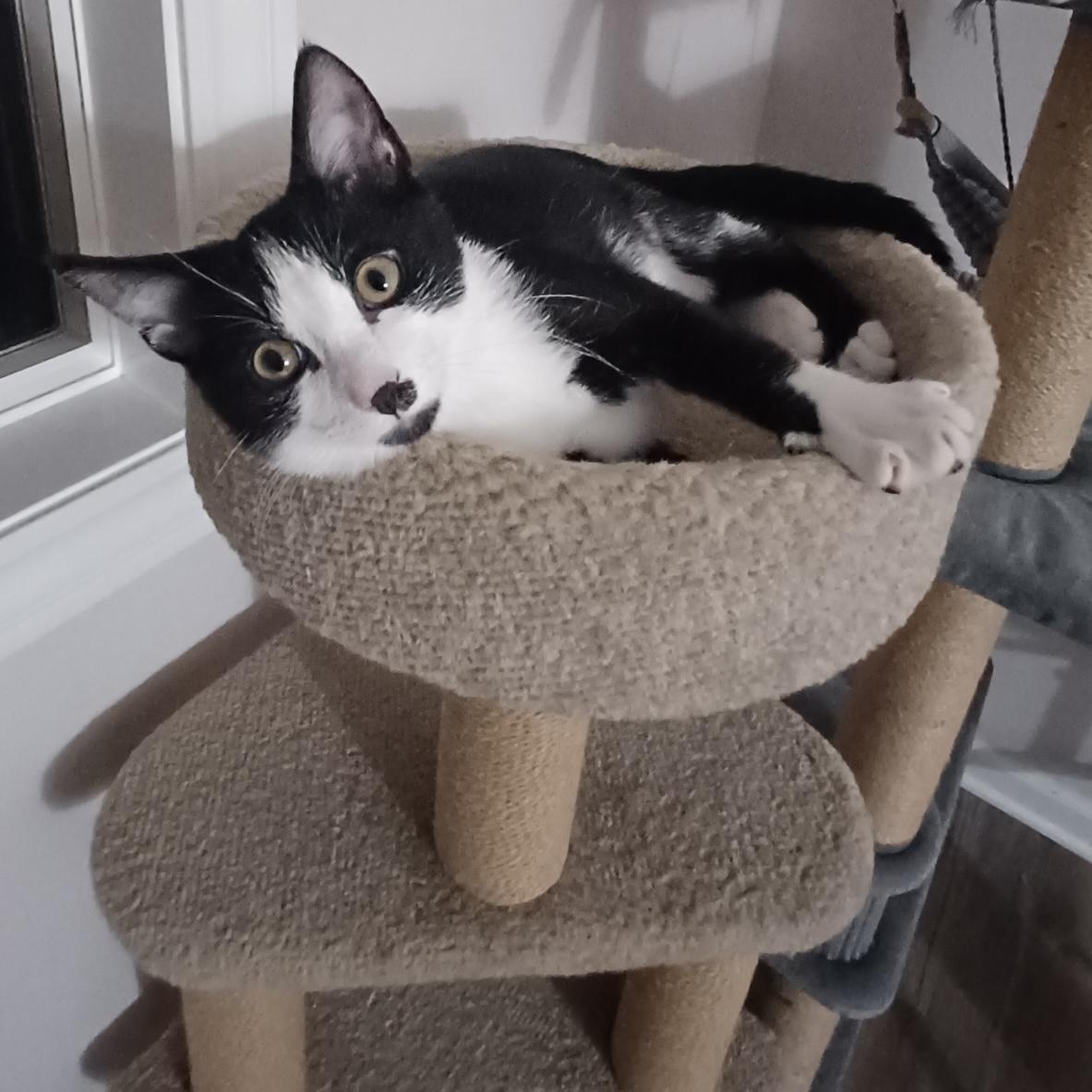 Enlarge Fella, a Adoptable Domestic Short Hair in Rochester, MN image 1/2