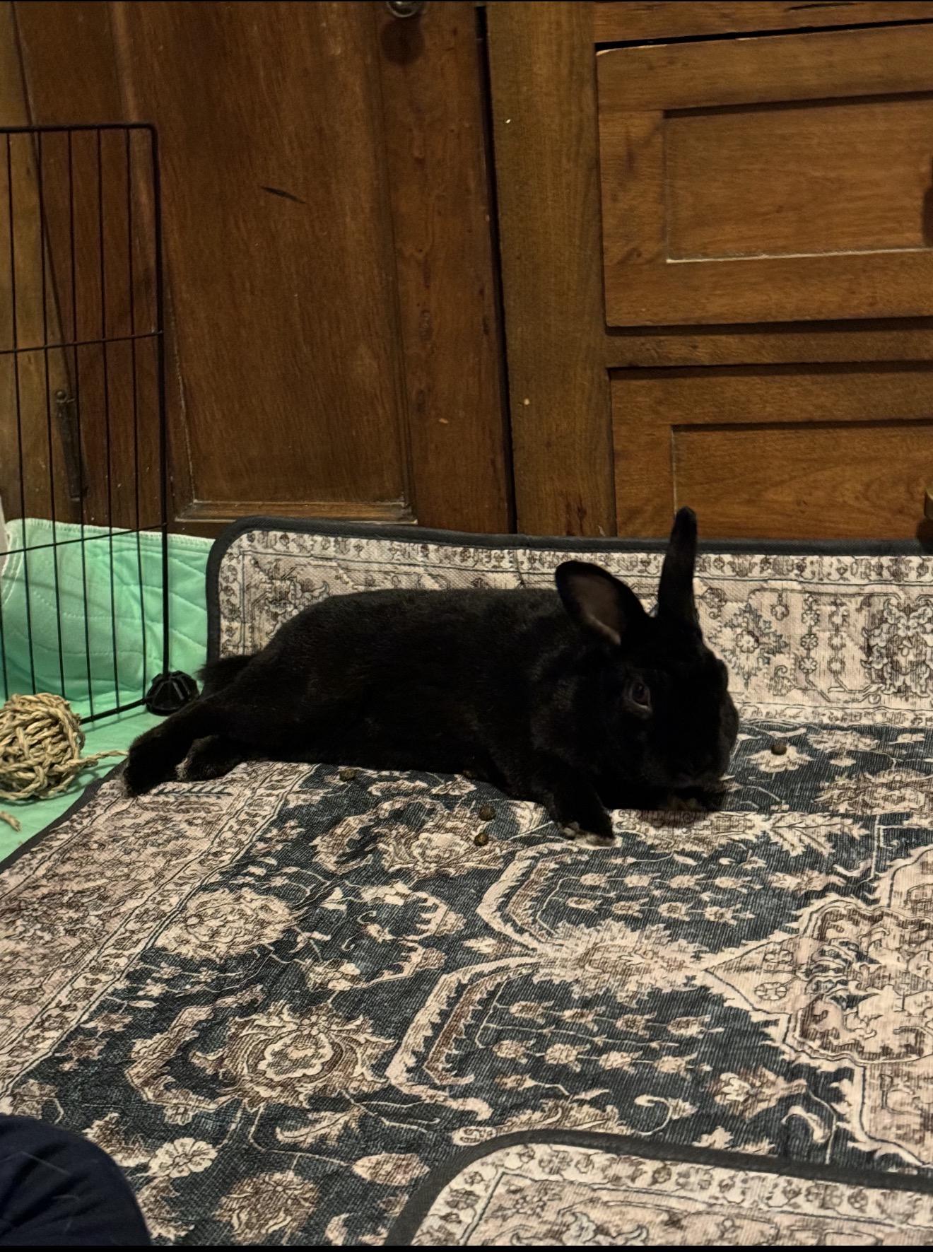 Enlarge Stevie, an adoptable Mini Rex in St. Charles, IL image 3/5