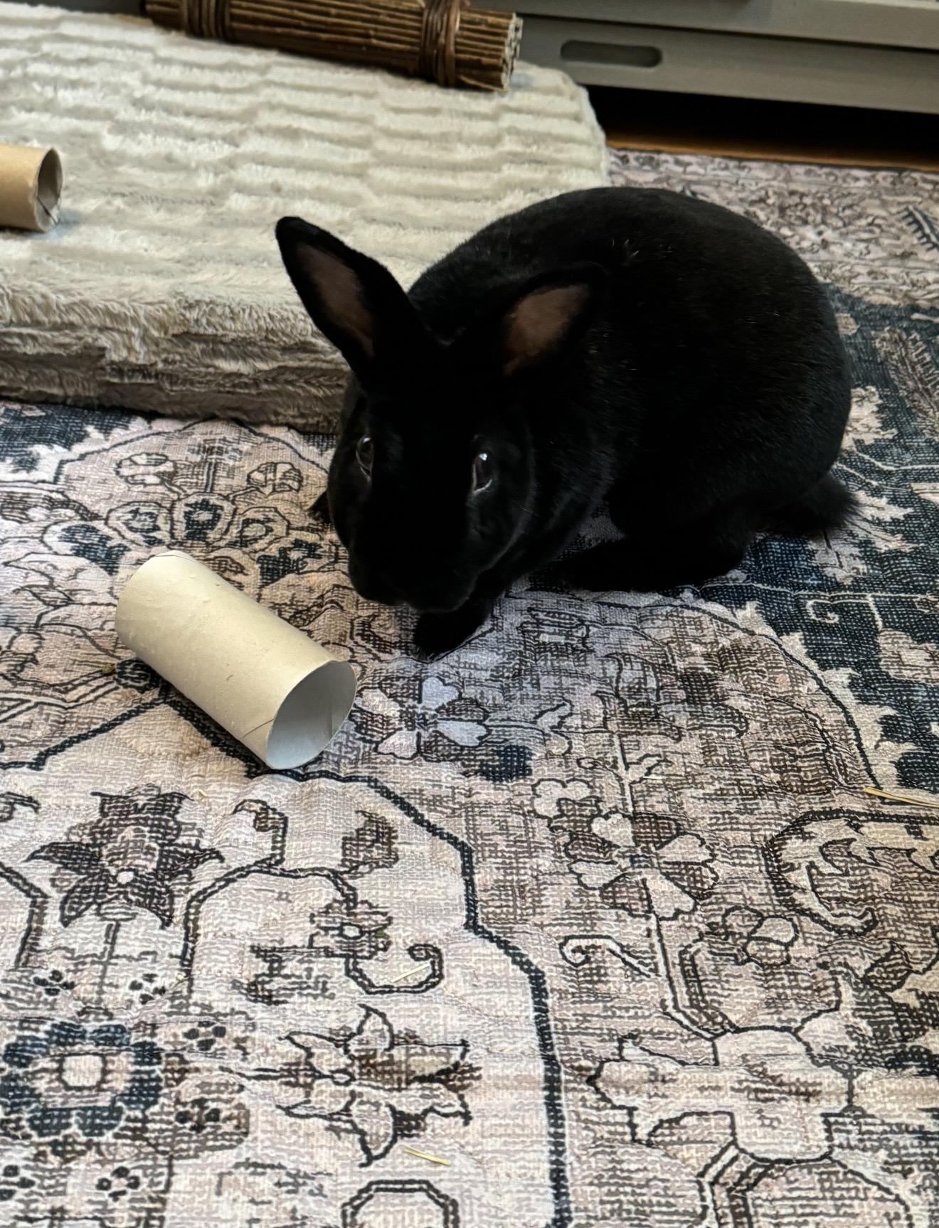 Enlarge Stevie, an adoptable Mini Rex in St. Charles, IL image 1/5