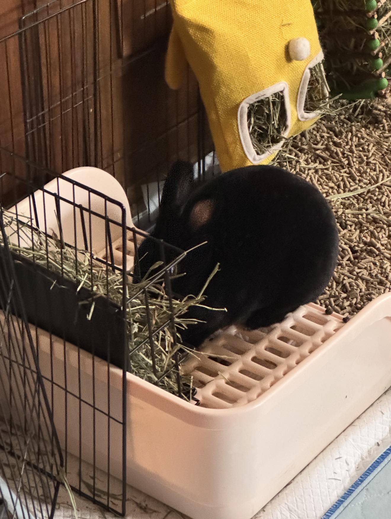 Enlarge Stevie, an adoptable Mini Rex in St. Charles, IL image 4/5